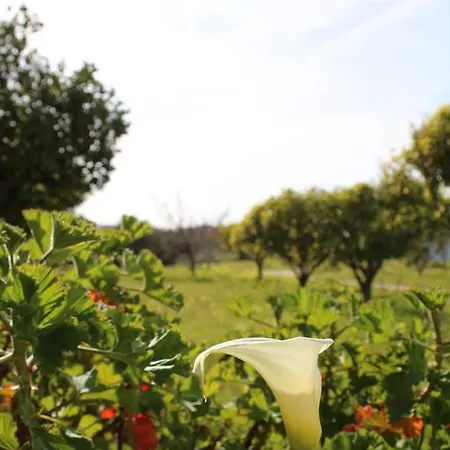 Quinta Da Alfarrobeira - Vale Parra - Guia Séjour à la campagne *