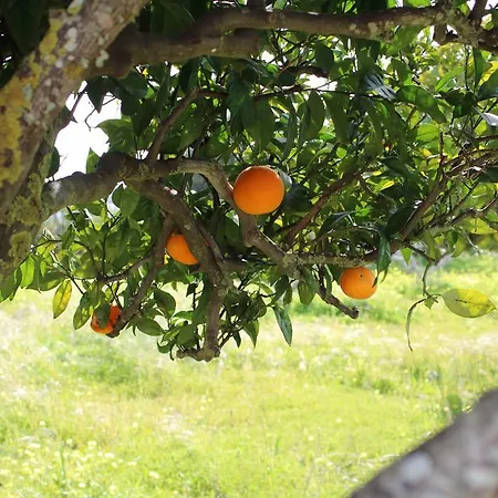 Quinta Da Alfarrobeira - Vale Parra - Guia